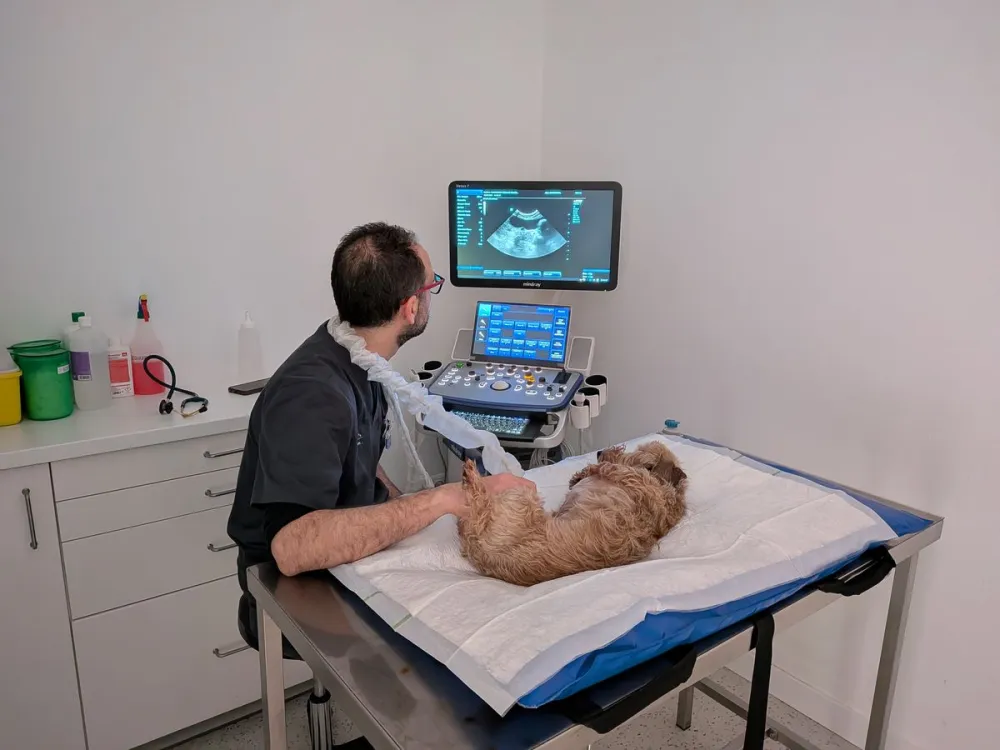 Ecografía veterinaria en Huellas Salamanca