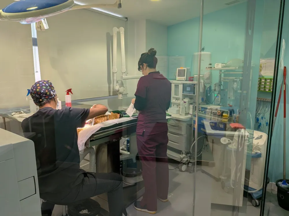 Cirugía veterinaria en Huellas Salamanca