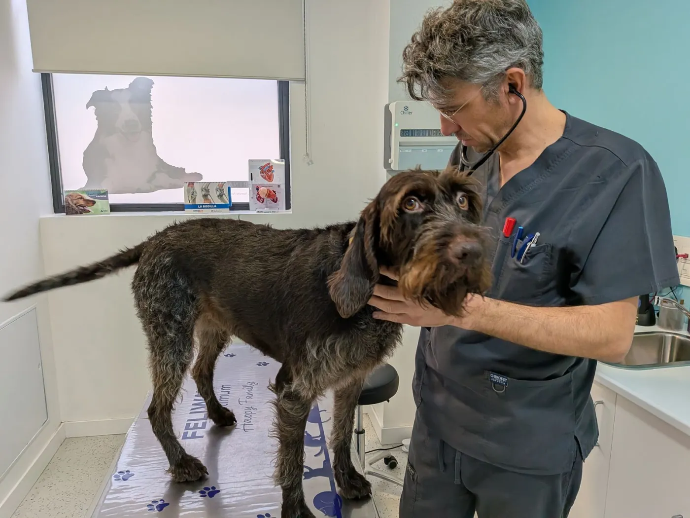 Consulta veterinaria en Huellas Salamanca